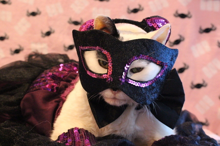 Entry image for Orvis. Clicking this image will show a larger photo