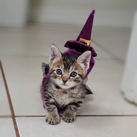 Entry image for Finders. Clicking this image will show a larger photo