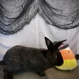 Entry image for Peter