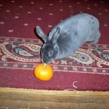 Entry image for Buttercup