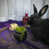 Entry image for Opal