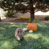 Entry image for Henri 