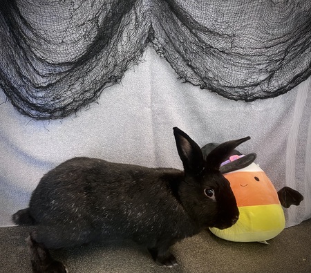 Entry image for Peter. Clicking this image will show a larger photo