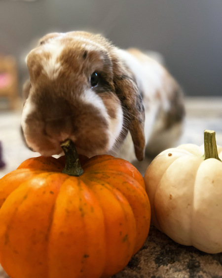 Entry image for Bo. Clicking this image will show a larger photo