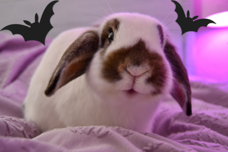 Entry image for Nugget. Clicking this image will show a larger photo