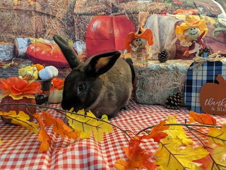 Entry image for Fionita Marie. Clicking this image will show a larger photo