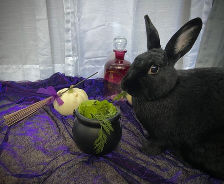 Entry image for Opal. Clicking this image will show a larger photo