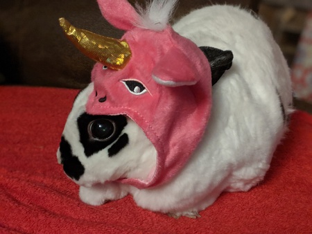 Entry image for Sheldon . Clicking this image will show a larger photo