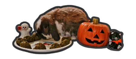 Entry image for Luna. Clicking this image will show a larger photo