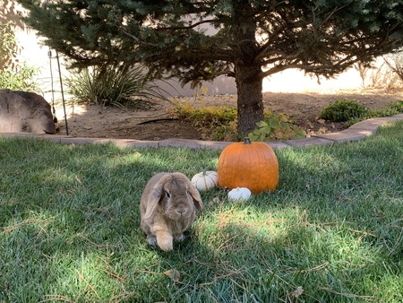 Entry image for Henri . Clicking this image will show a larger photo