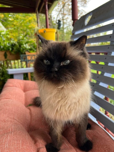 Muffin