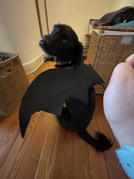Halloween Medo  (is this a dog or a bat 🦇?) 🎃 