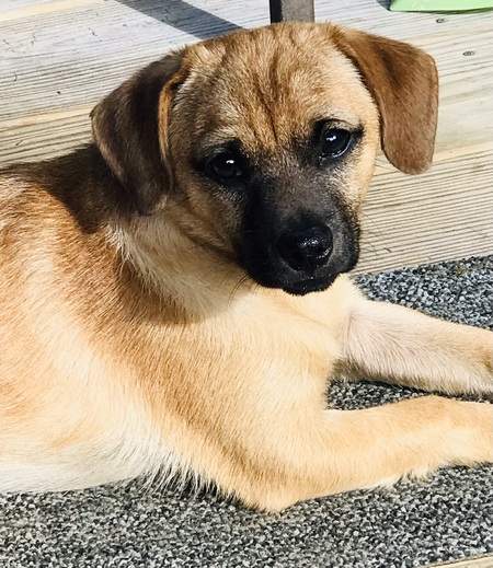 Peanut Lambert