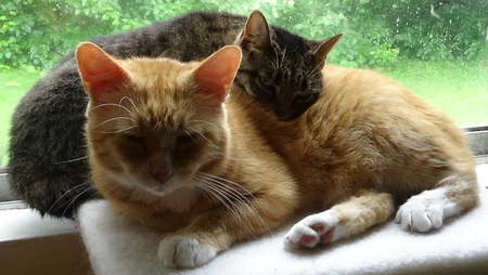 Tawky Tawny and Hisser
