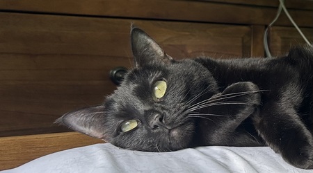 Bodie