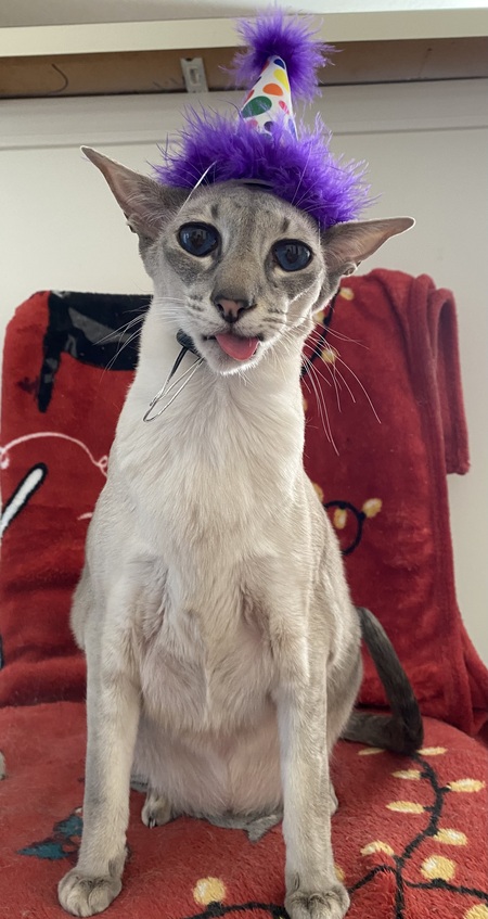 Lynx