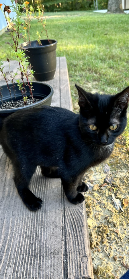Kitty