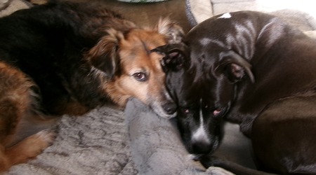 Sweetie and Cubby