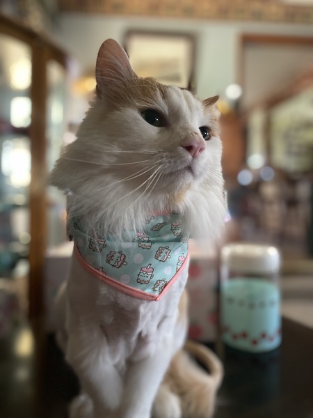Caesar 