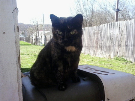 Roxie