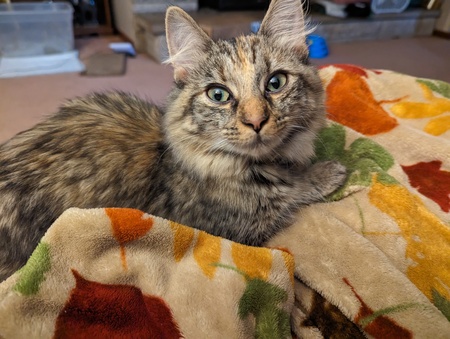 Misha