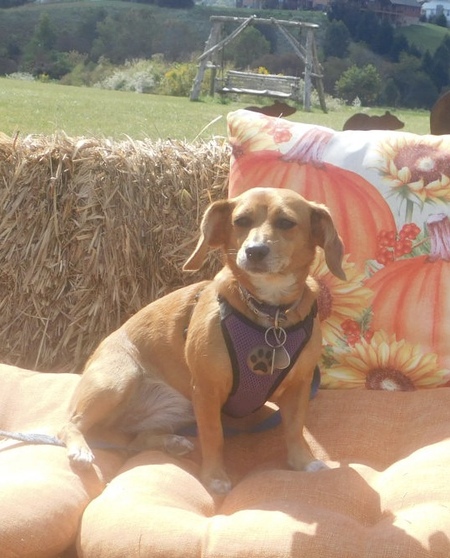 Cassie