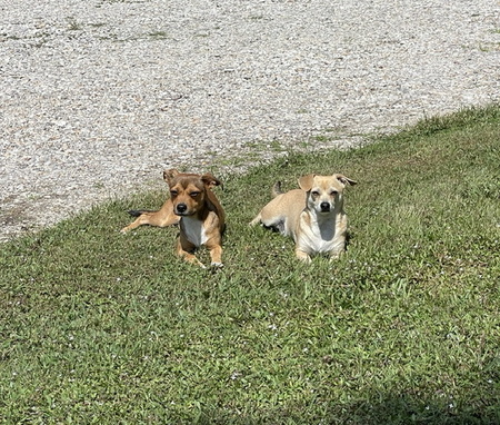 BoBo and Tater (Brothers & Best Friends)