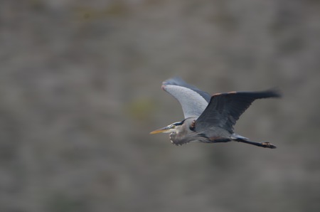 Flying Great Blue Heron