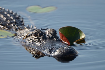 alligator and cup