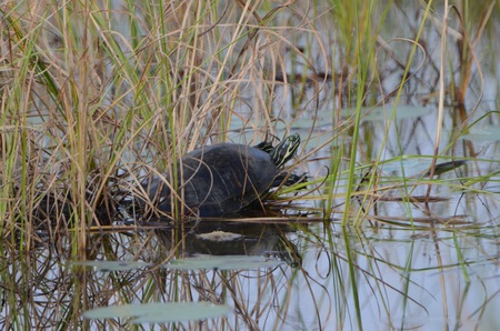 Sun bathing Turtle