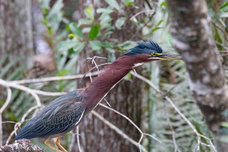 green heron 1