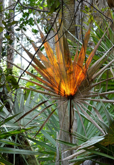 Sunset Through the Palms