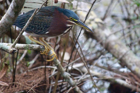 green heron 2