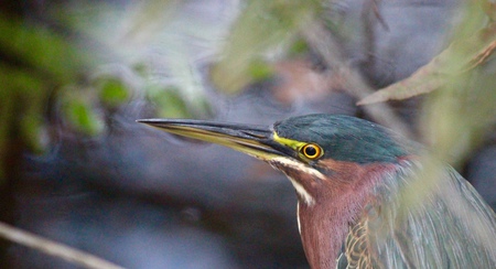 green heron 3