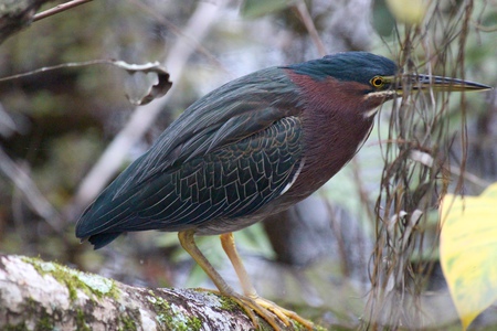 green heron 4