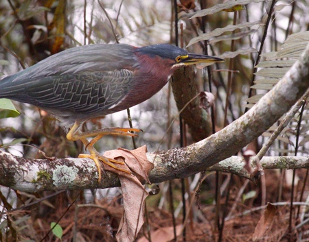 green heron 5