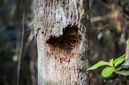 Tree Lover