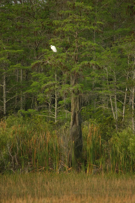 out on a limb