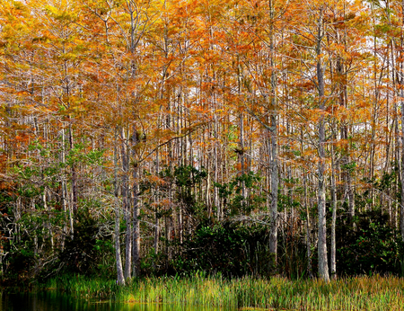 fall in South Florida