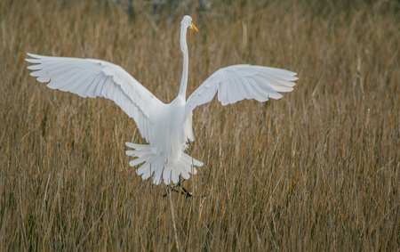 Egret landing