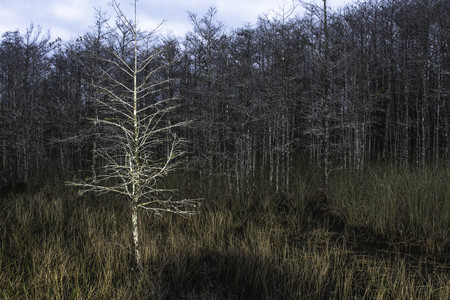 A Lone Tree