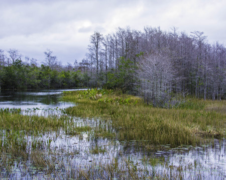 Winter Landscape at Grassy Water