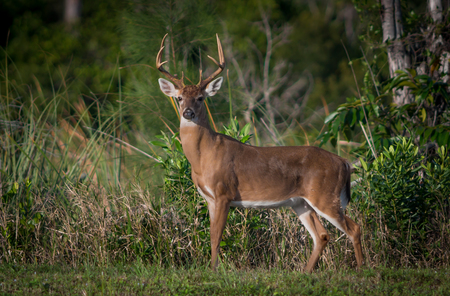 Lucky Buck