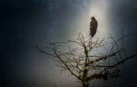 Bird of Mystery