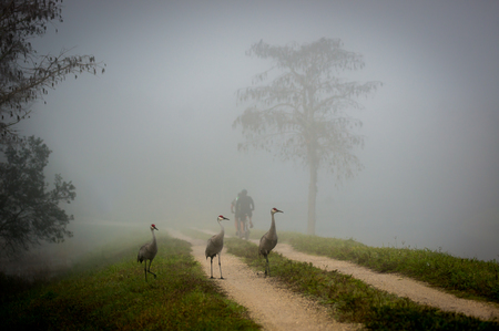 Greeting Party