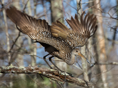 Taking Flight