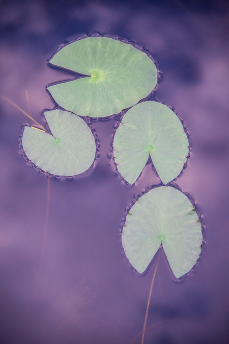 Pac Man Lily Pads