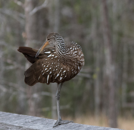 Limpkin pose