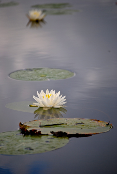 The Serene Water Lily