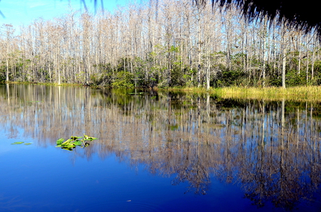 Grassy Waters Winter's Day